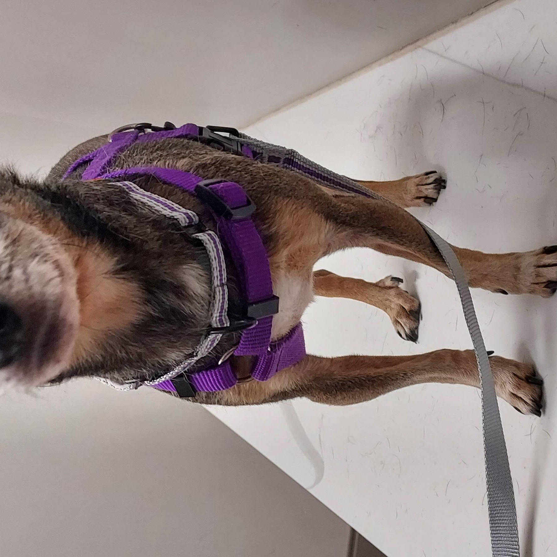 Enlarge Batman, an adopted mixed breed in Huntley, IL image 2/5