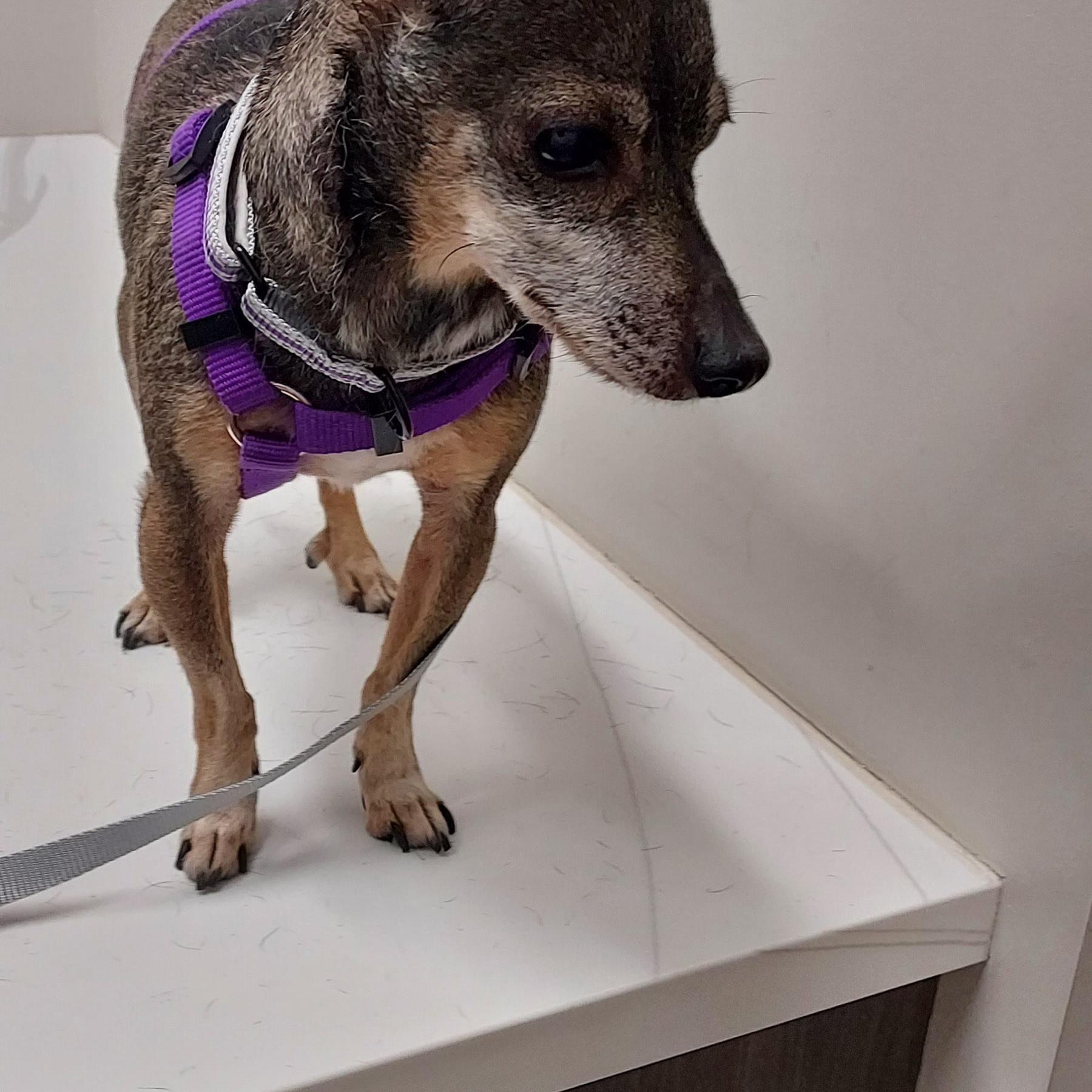 Enlarge Batman, an adopted mixed breed in Huntley, IL image 5/5
