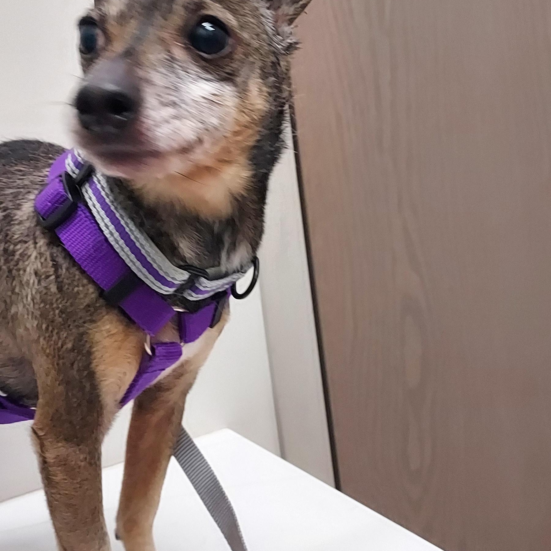 Batman, adopted, Senior Male Chihuahua & Dachshund.