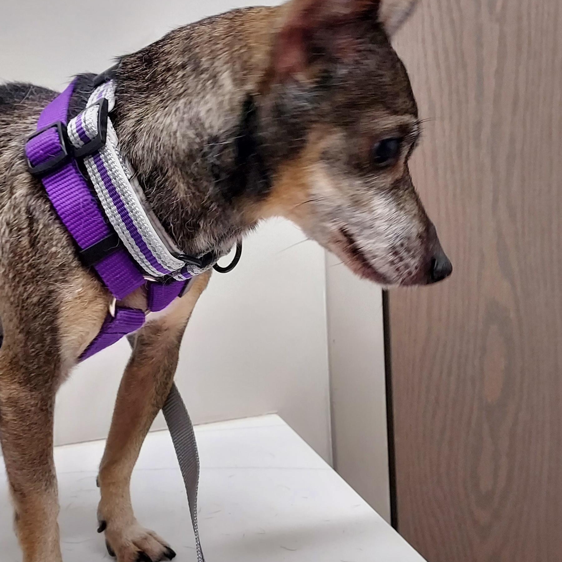 Enlarge Batman, an adopted mixed breed in Huntley, IL image 4/5