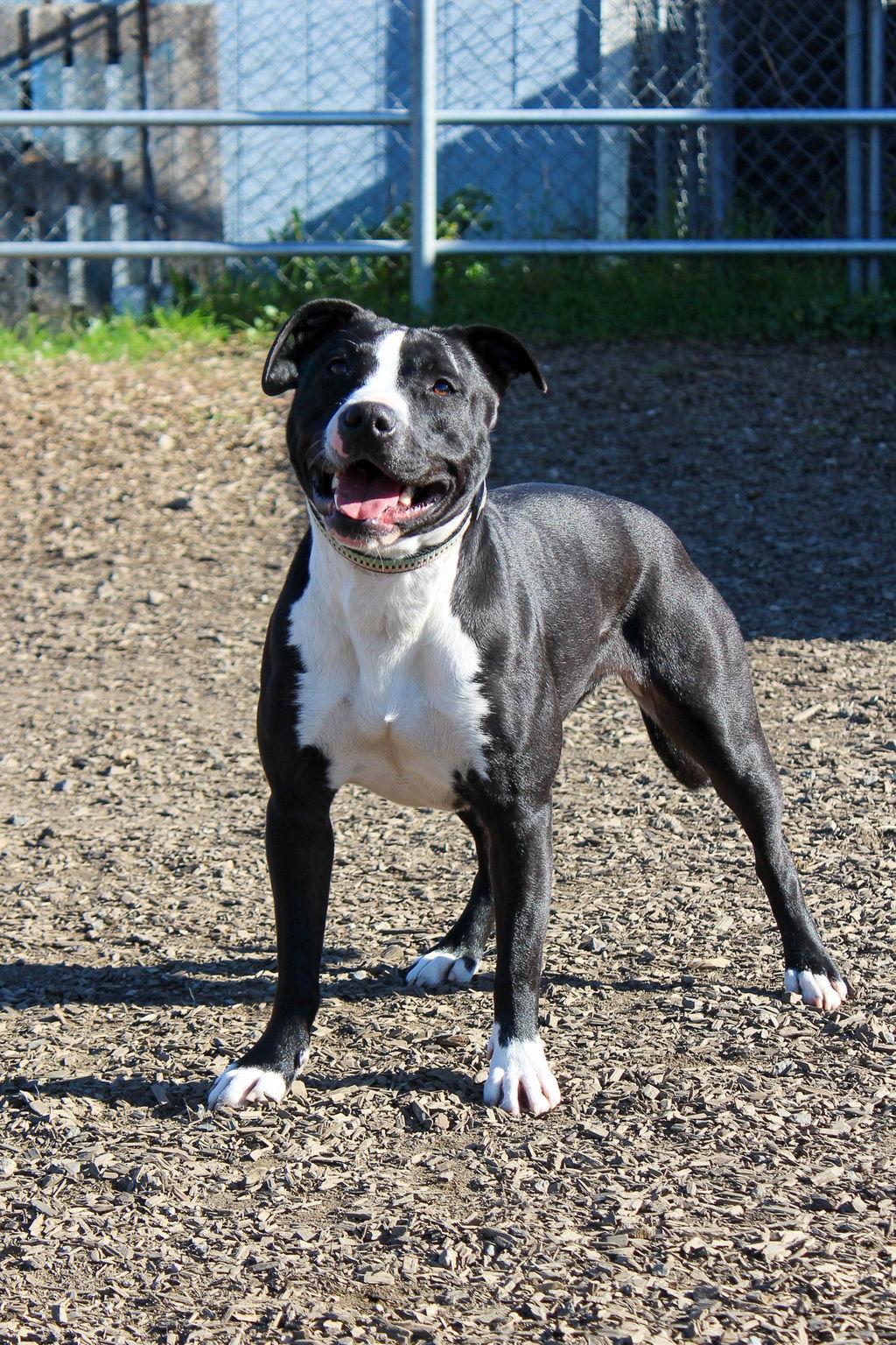 Enlarge Kara 51517, a Adoptable Pit Bull Terrier in Petaluma, CA image 1/1