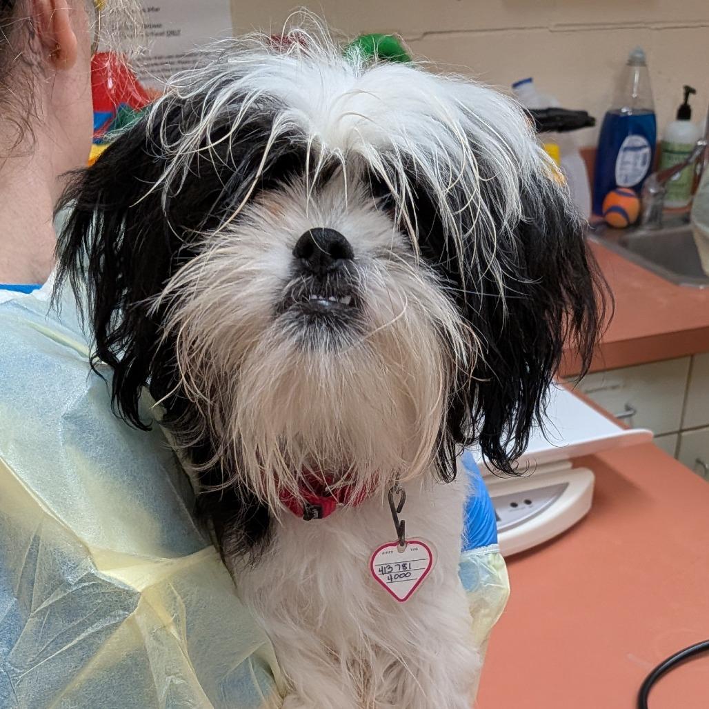 Teddy, Adoptable, Young Male Shih Tzu.