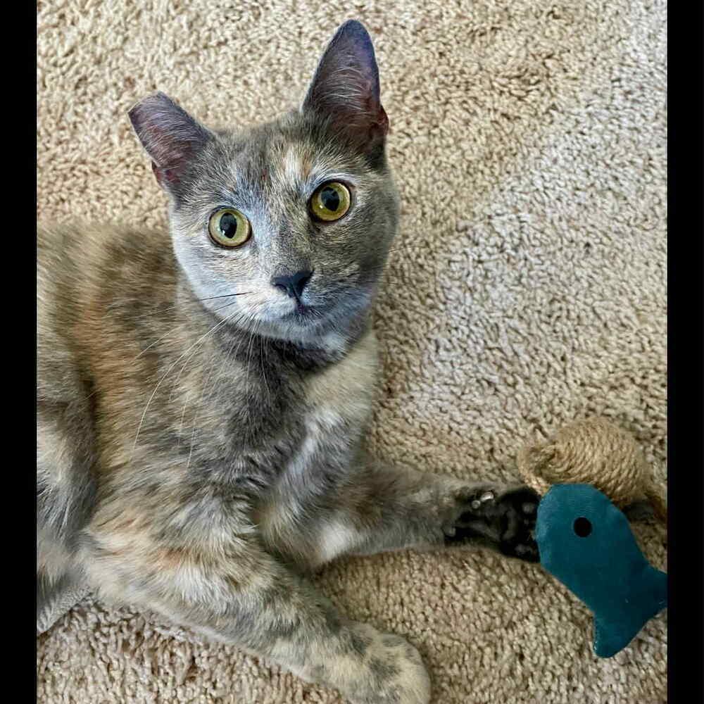 Donatella, Adoptable, Young Female Domestic Short Hair.