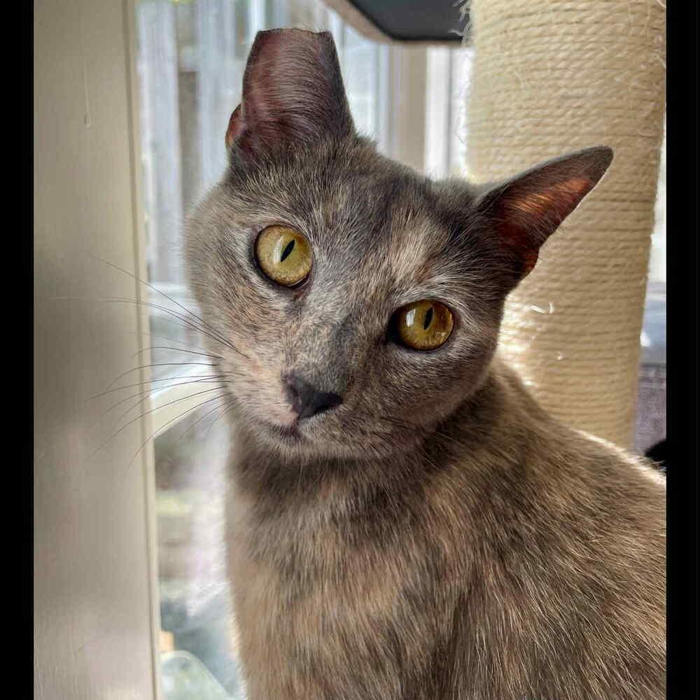 Enlarge Donatella, a Adoptable Domestic Short Hair in Raleigh, NC image 2/6