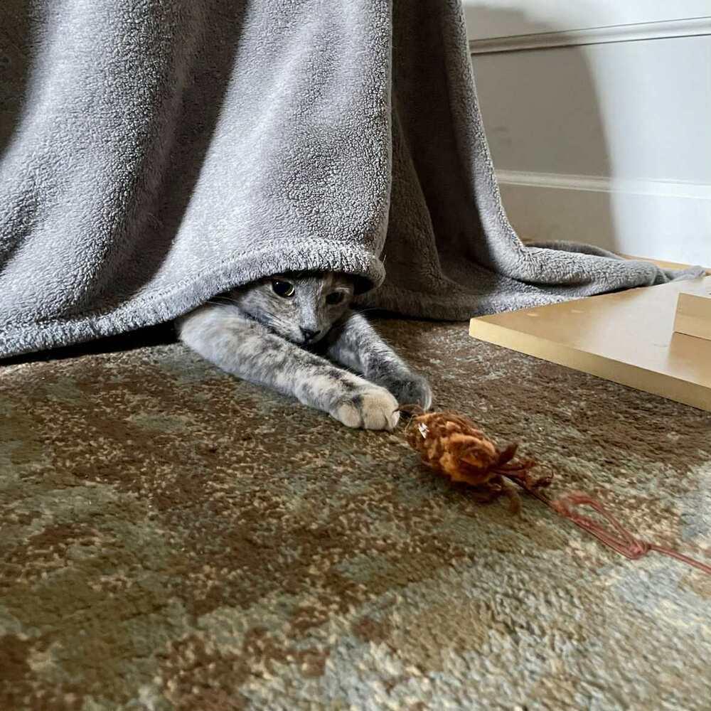 Enlarge Donatella, a Adoptable Domestic Short Hair in Raleigh, NC image 3/6