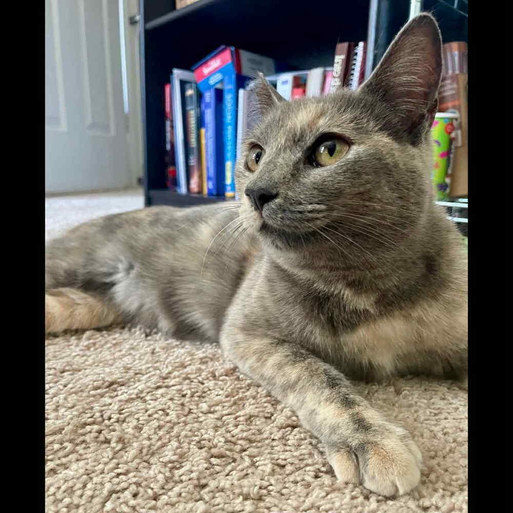 Enlarge Donatella, a Adoptable Domestic Short Hair in Raleigh, NC image 4/6