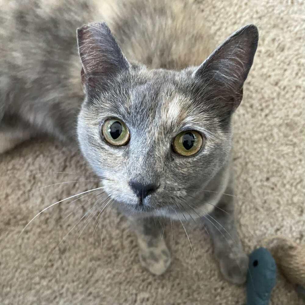 Enlarge Donatella, a Adoptable Domestic Short Hair in Raleigh, NC image 5/6