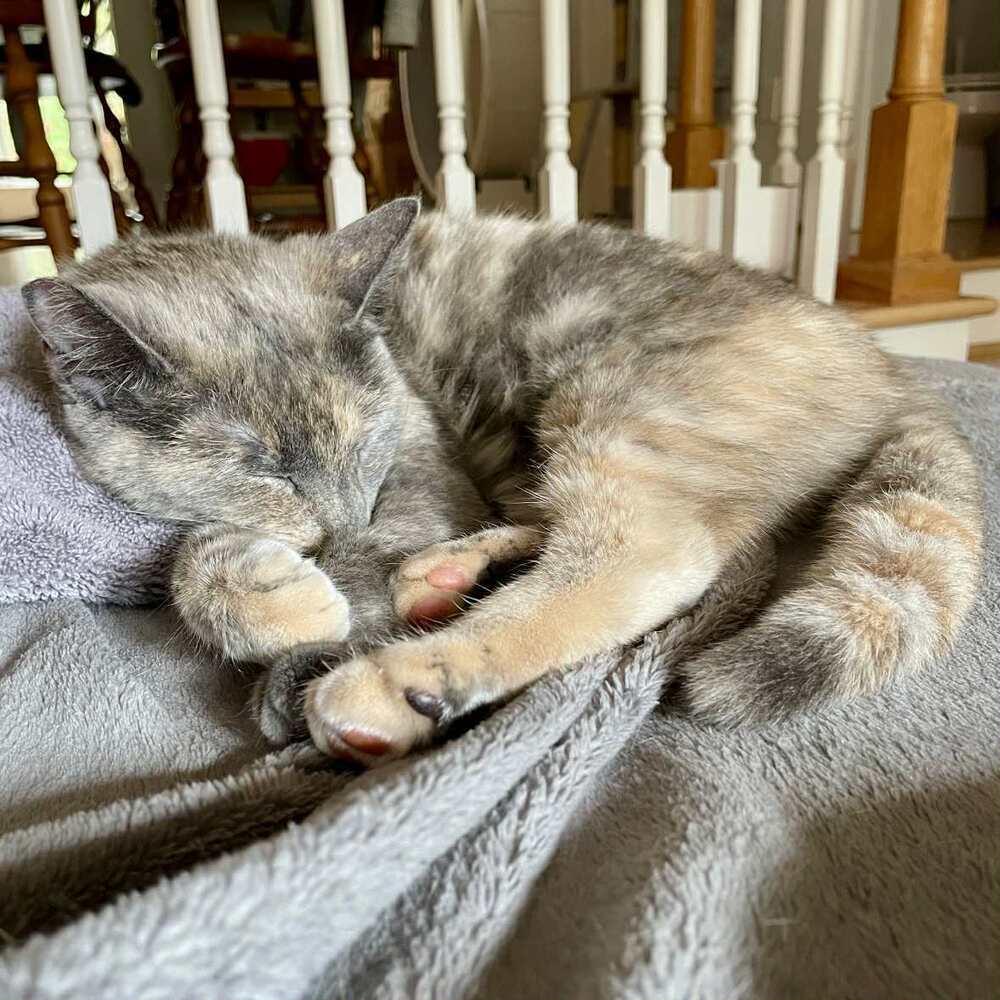 Enlarge Donatella, a Adoptable Domestic Short Hair in Raleigh, NC image 6/6