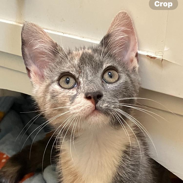 Denise, adopted, Young Female Domestic Short Hair.