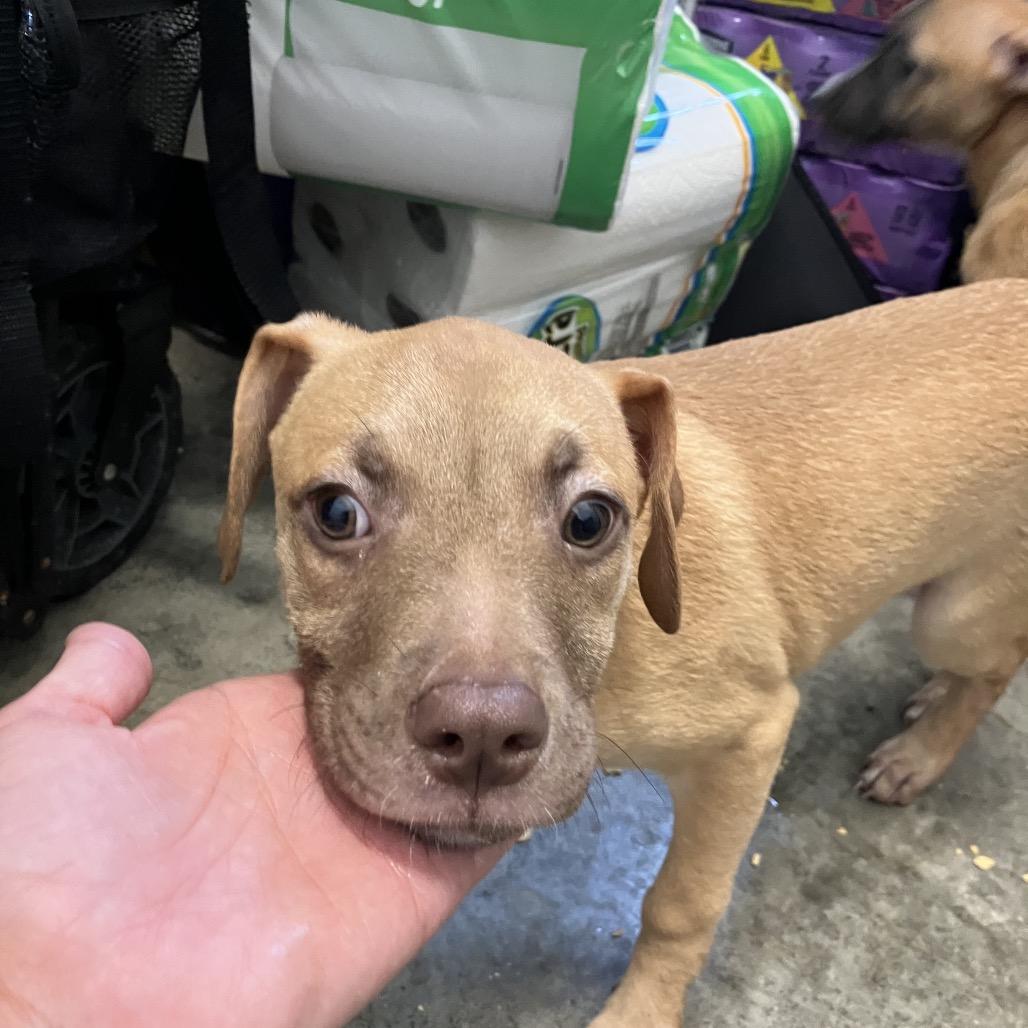 AJ, a ADOPTABLE mixed breed in Sulphur, KY image 2/2