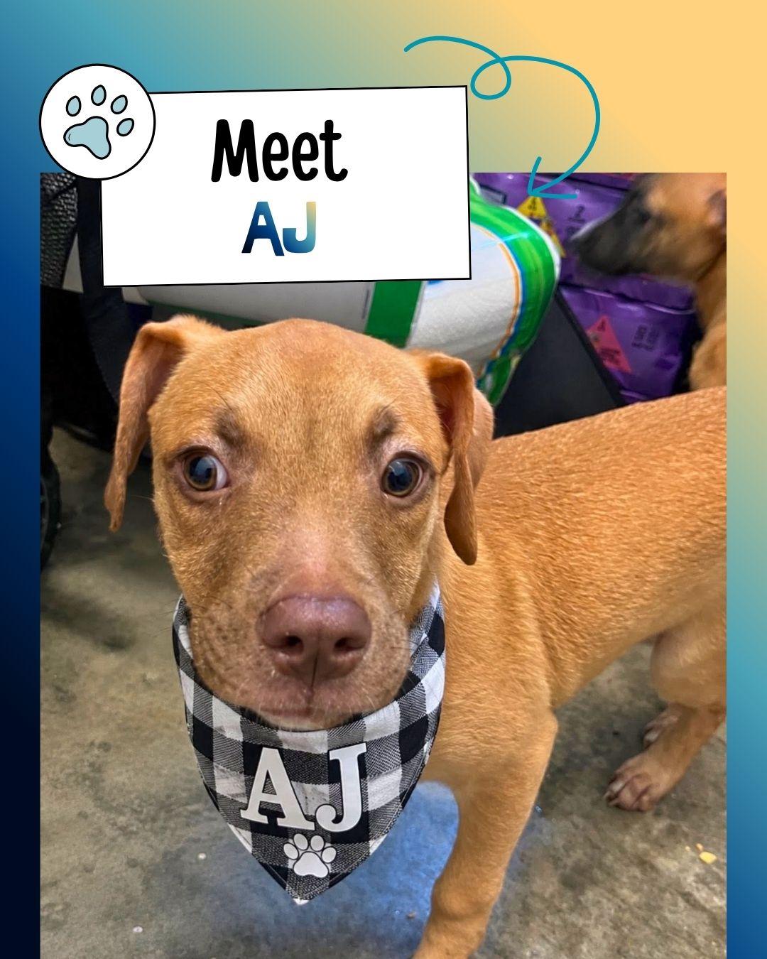AJ, ADOPTABLE, Puppy Male Belgian Shepherd / Malinois.