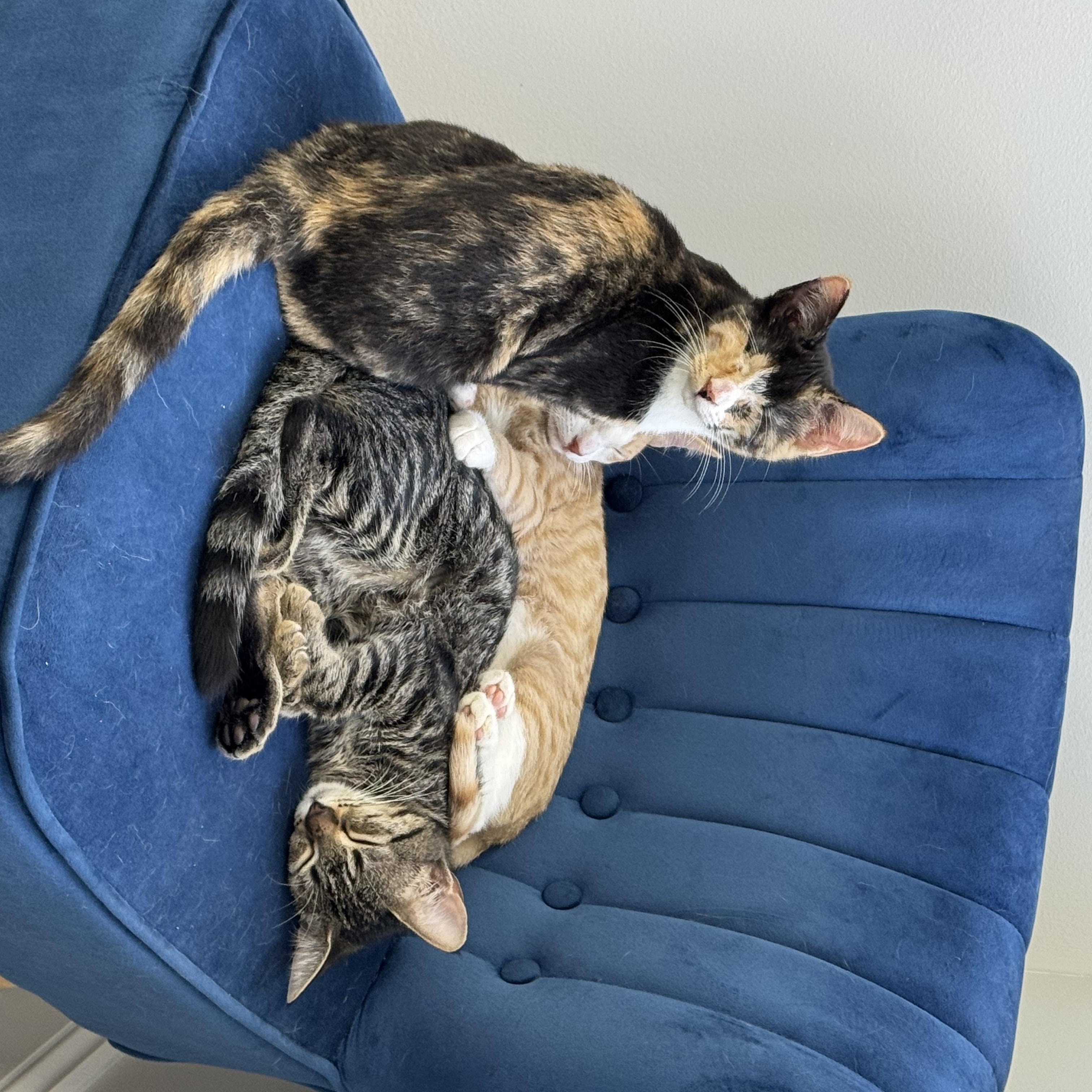 Enlarge Folsie, a Adoptable Domestic Short Hair in West Palm Beach, FL image 4/4