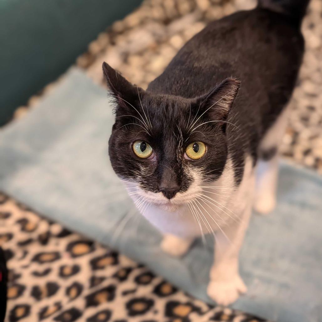 Hunter, a Adoptable Domestic Short Hair in Alexandria, VA image 1/2