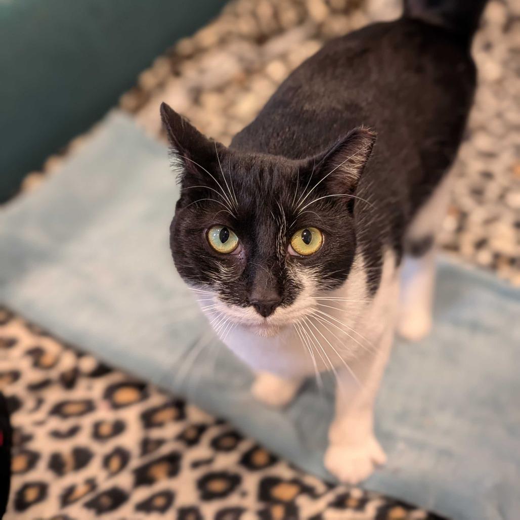 Hunter, a Adoptable Domestic Short Hair in Alexandria, VA image 2/2