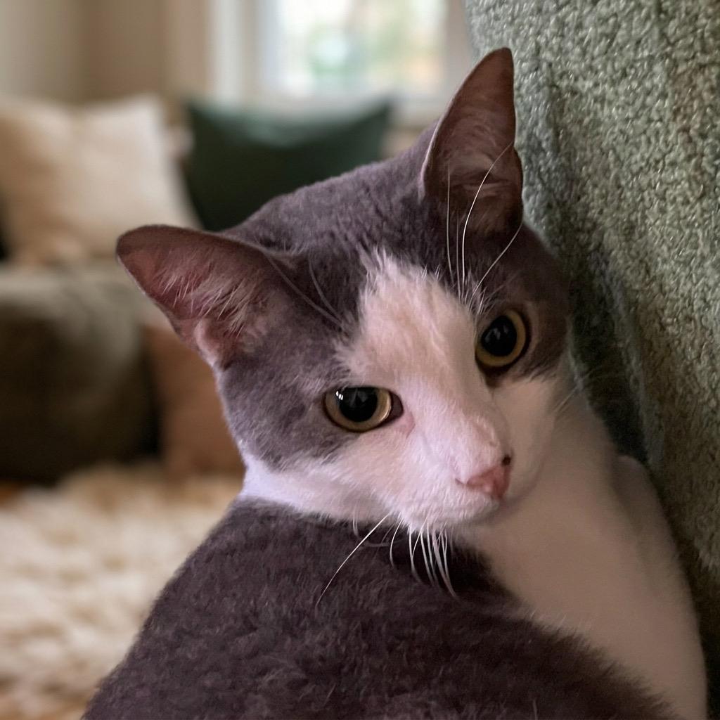 RIVER, ADOPTABLE, Adult Male Russian Blue & Tuxedo.