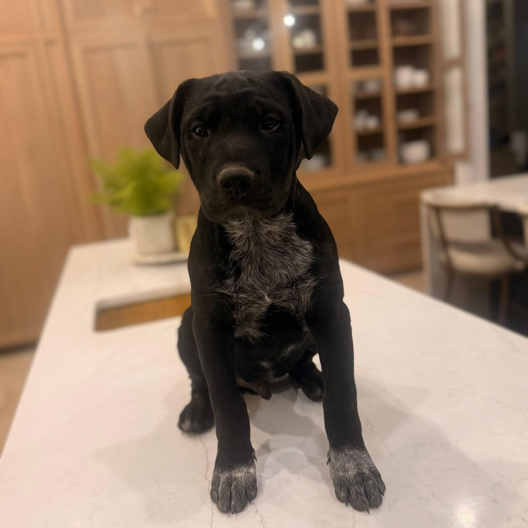 Clark (Ruby Sue pup) — thumbnail 2