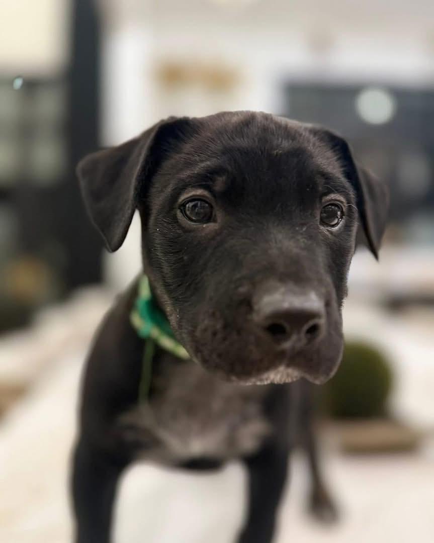 Clark (Ruby Sue pup) — thumbnail 3