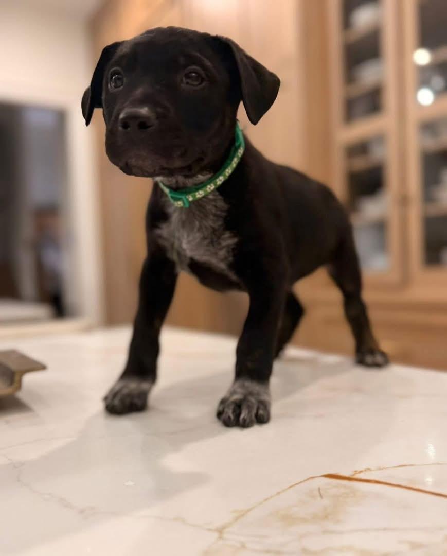 Clark (Ruby Sue pup) — thumbnail 4