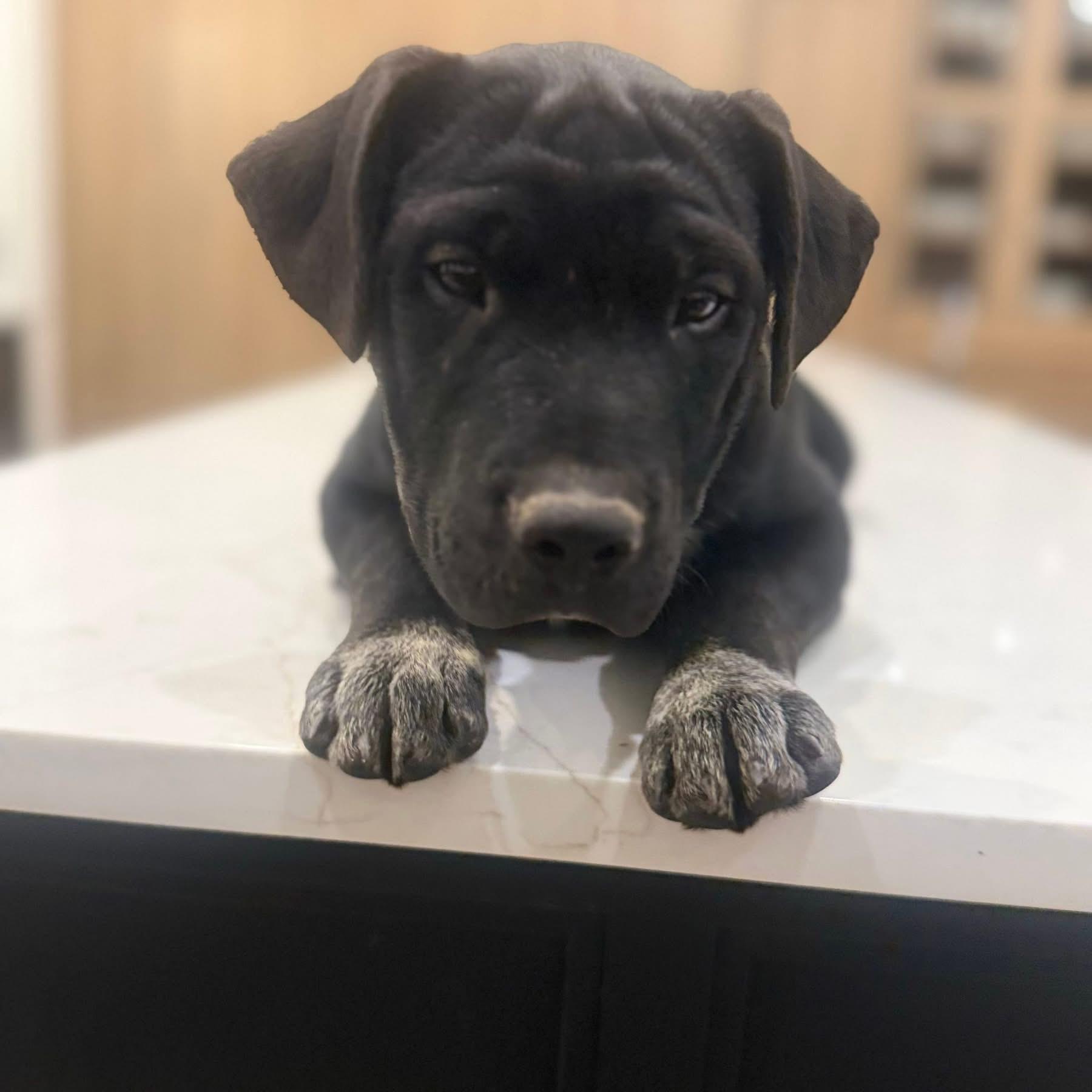 Clark (Ruby Sue pup) — thumbnail 6