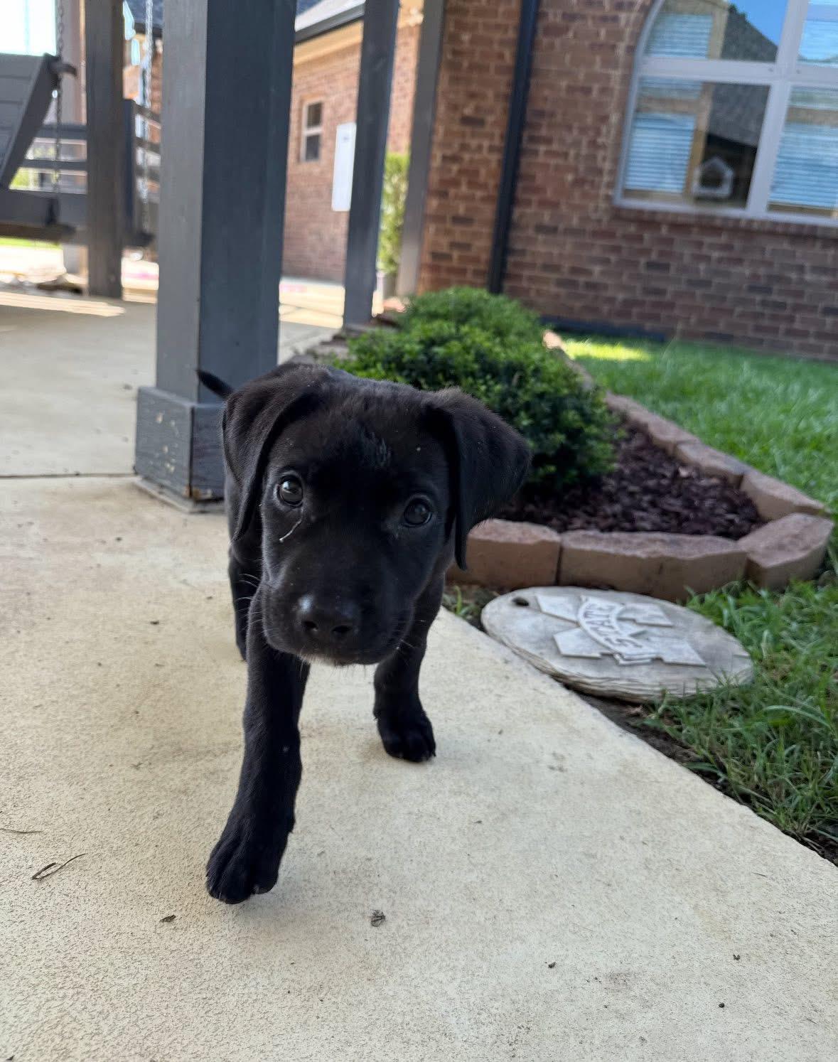 Foster Janice!