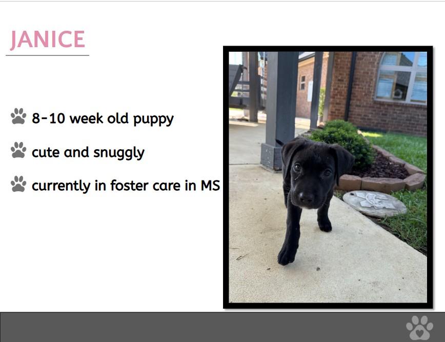 Foster Janice!
