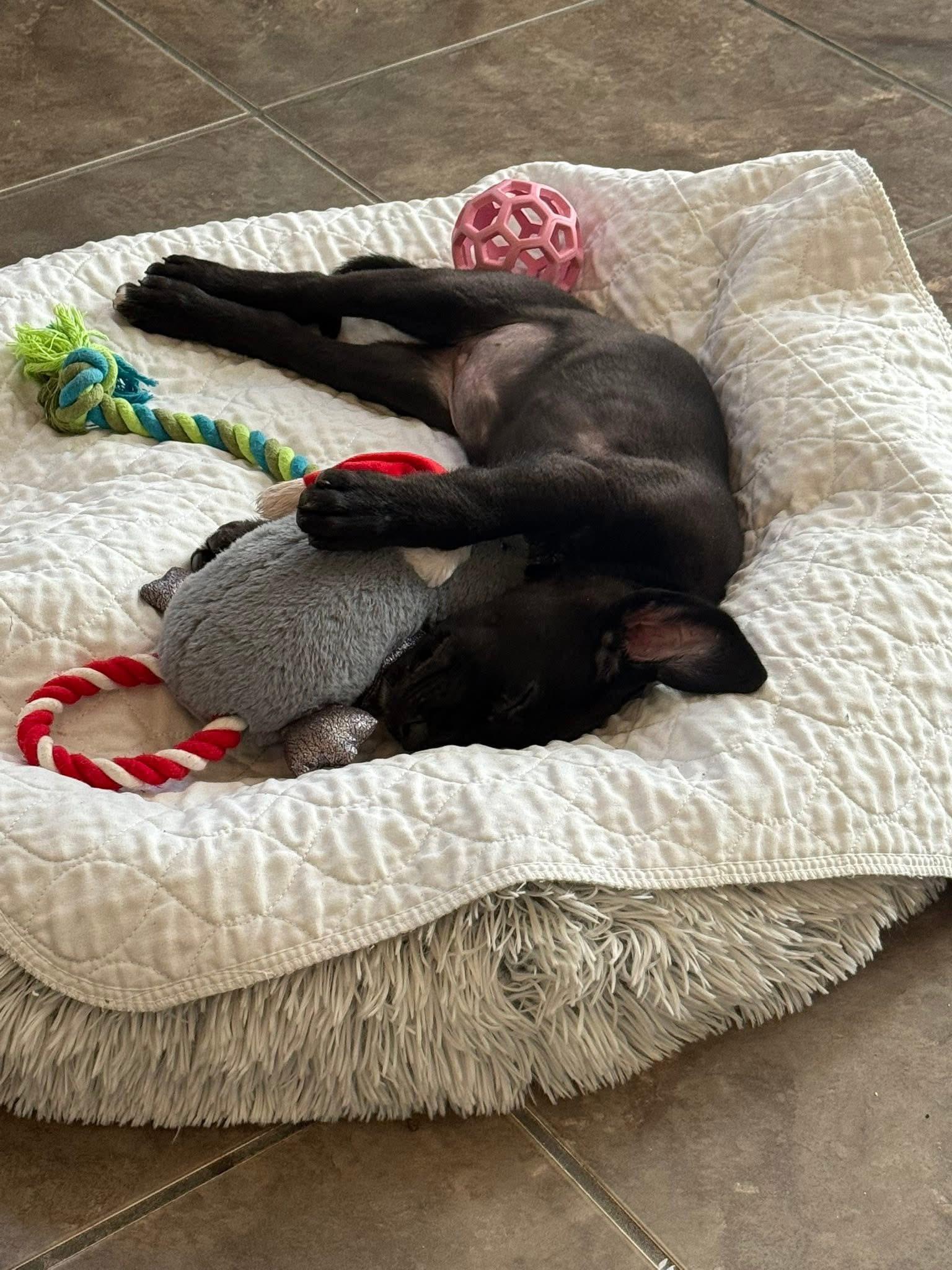 Foster Janice!