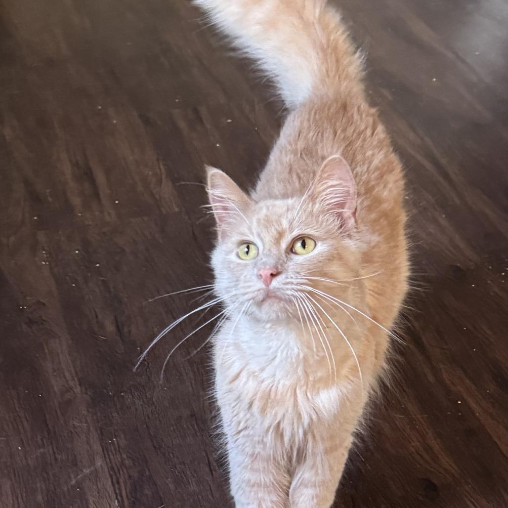 Enlarge Nigel, a Adoptable Tabby in Richland, MI image 6/6