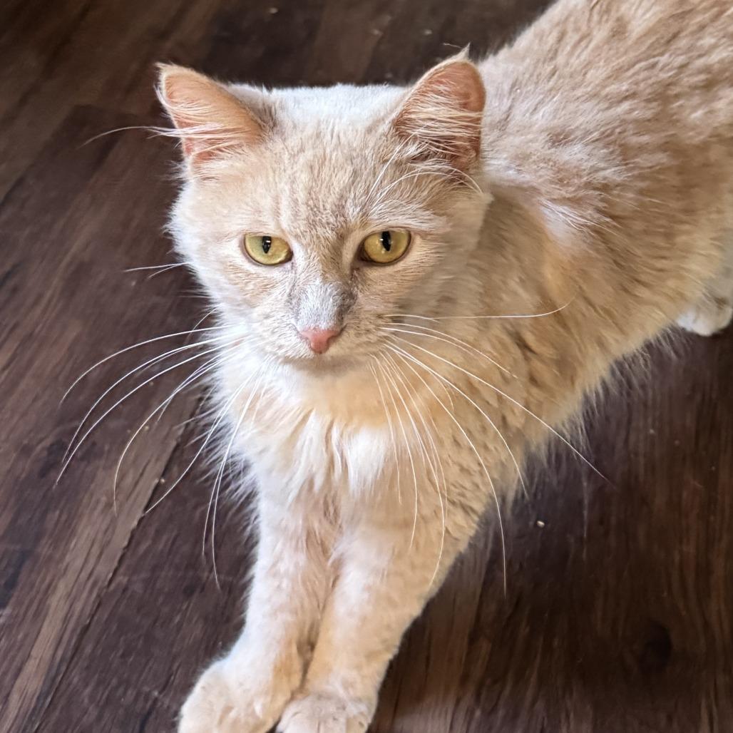 Enlarge Nigel, a Adoptable Tabby in Richland, MI image 2/6