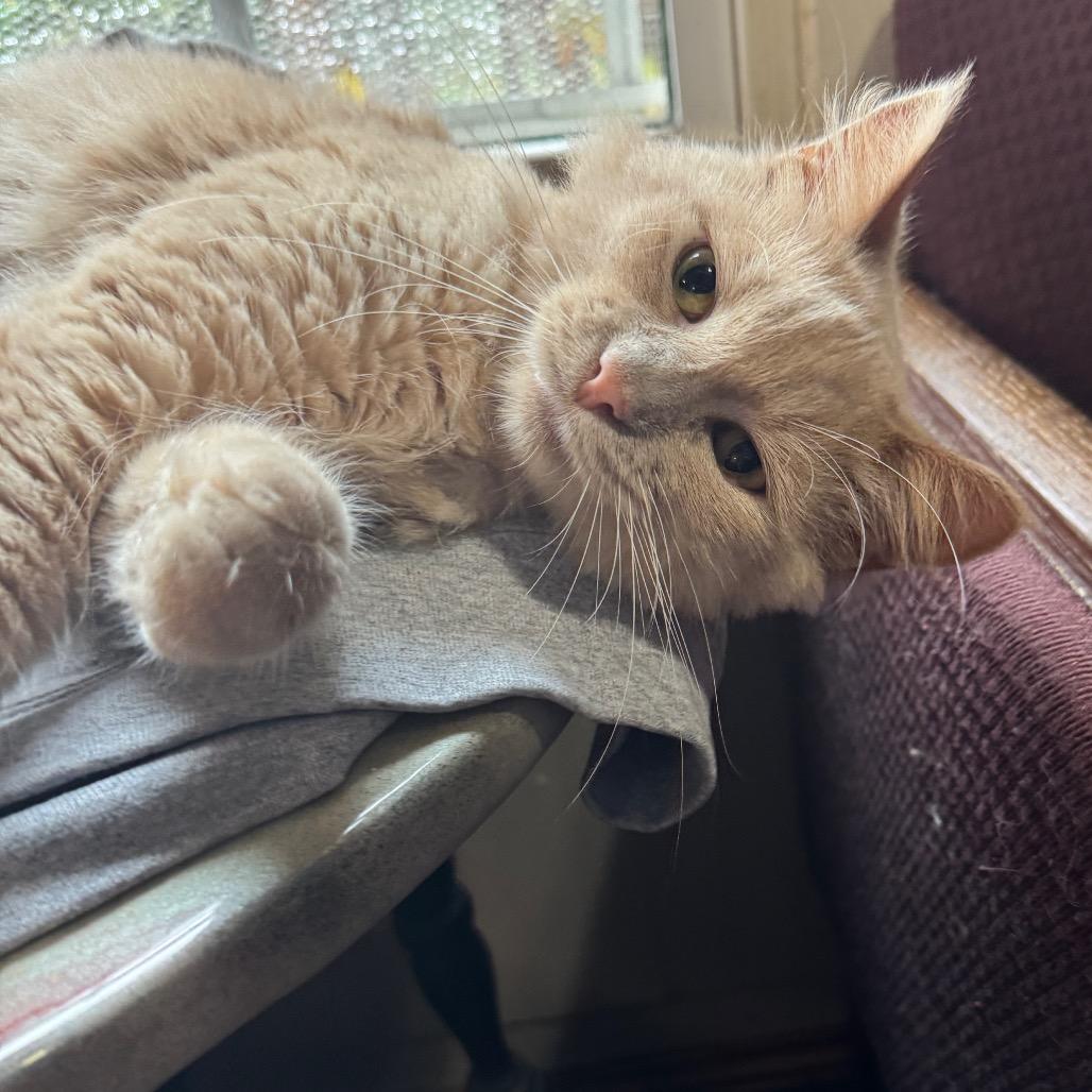 Enlarge Nigel, a Adoptable Tabby in Richland, MI image 4/6