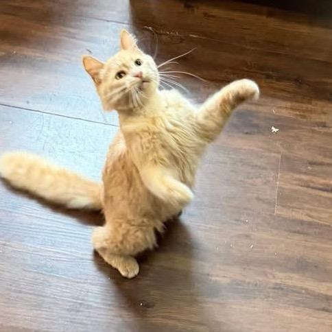 Enlarge Nigel, a Adoptable Tabby in Richland, MI image 5/6