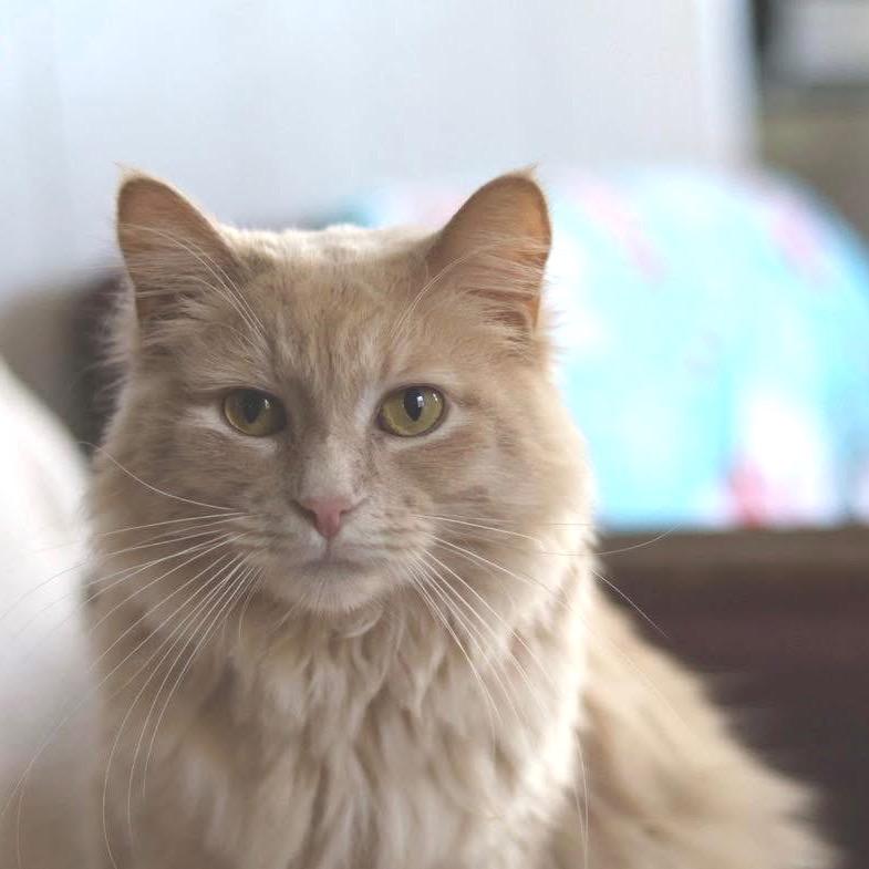 Enlarge Nigel, a Adoptable Tabby in Richland, MI image 1/6