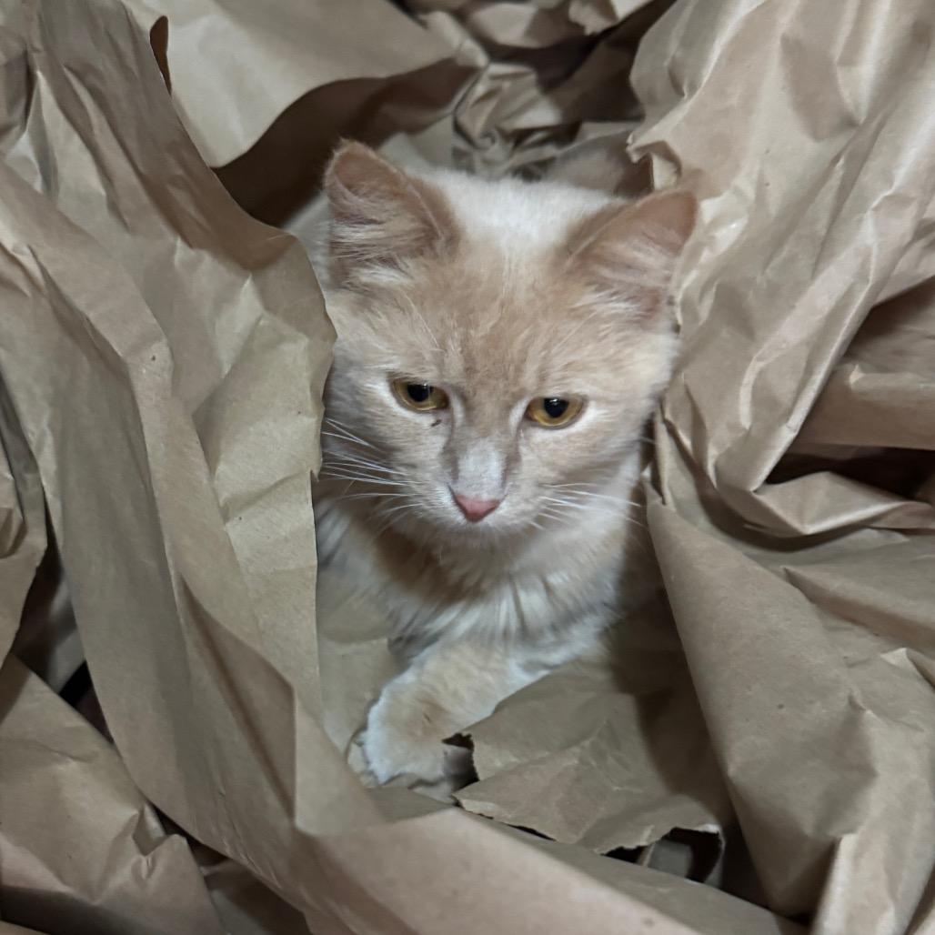 Enlarge Nigel, a Adoptable Tabby in Richland, MI image 3/6