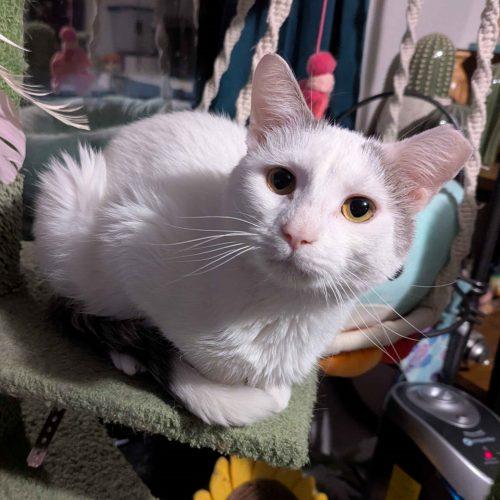 Enlarge Dobby, a Adoptable Domestic Short Hair in Seven Valleys, PA image 1/6