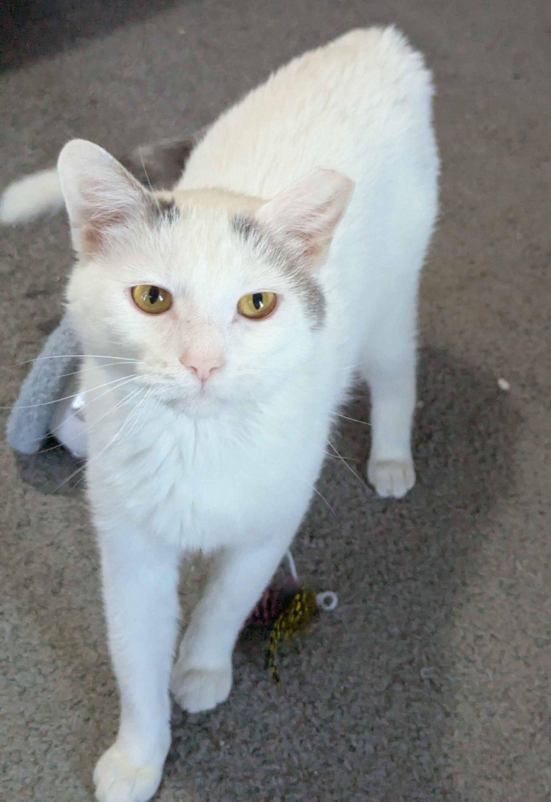 Enlarge Dobby, a Adoptable Domestic Short Hair in Seven Valleys, PA image 3/6