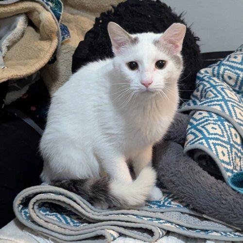 Enlarge Dobby, a Adoptable Domestic Short Hair in Seven Valleys, PA image 4/6