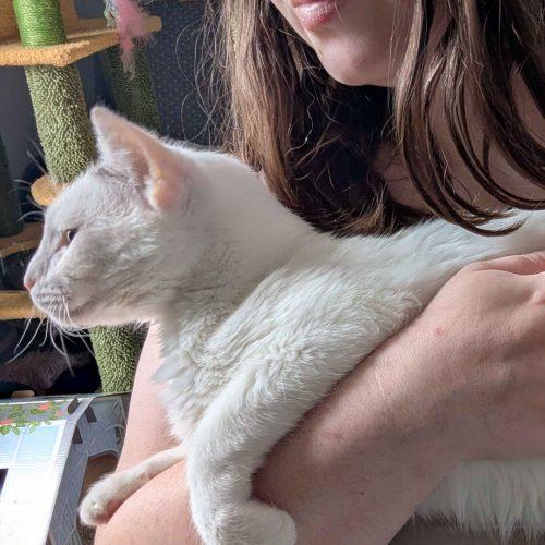 Enlarge Dobby, a Adoptable Domestic Short Hair in Seven Valleys, PA image 5/6