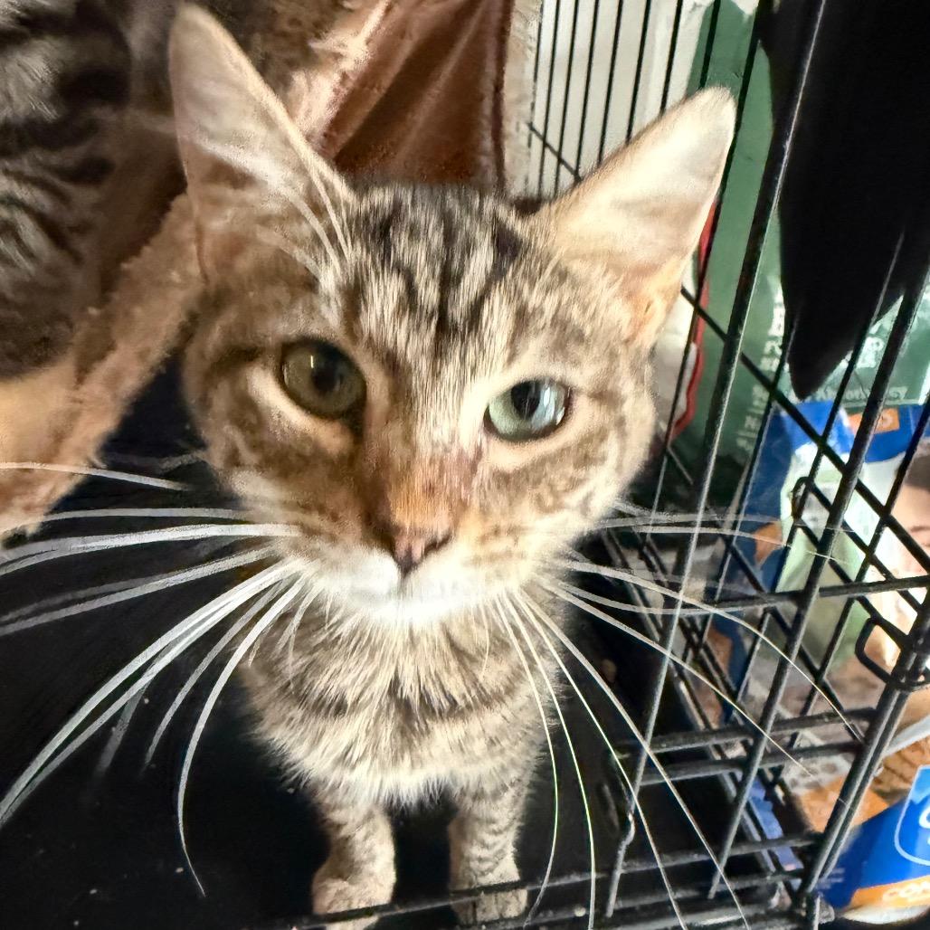 Enlarge Me Me Me, a Adoptable Domestic Short Hair in Granby, MO image 1/1