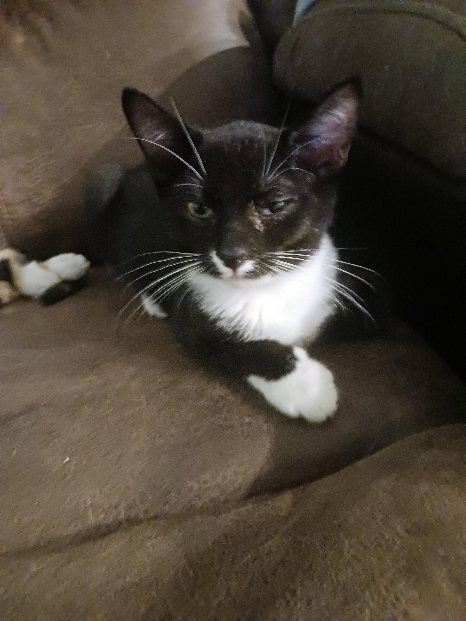 Tipsy (2176), a Adoptable Domestic Short Hair in Wesley Chapel, FL image 1/2