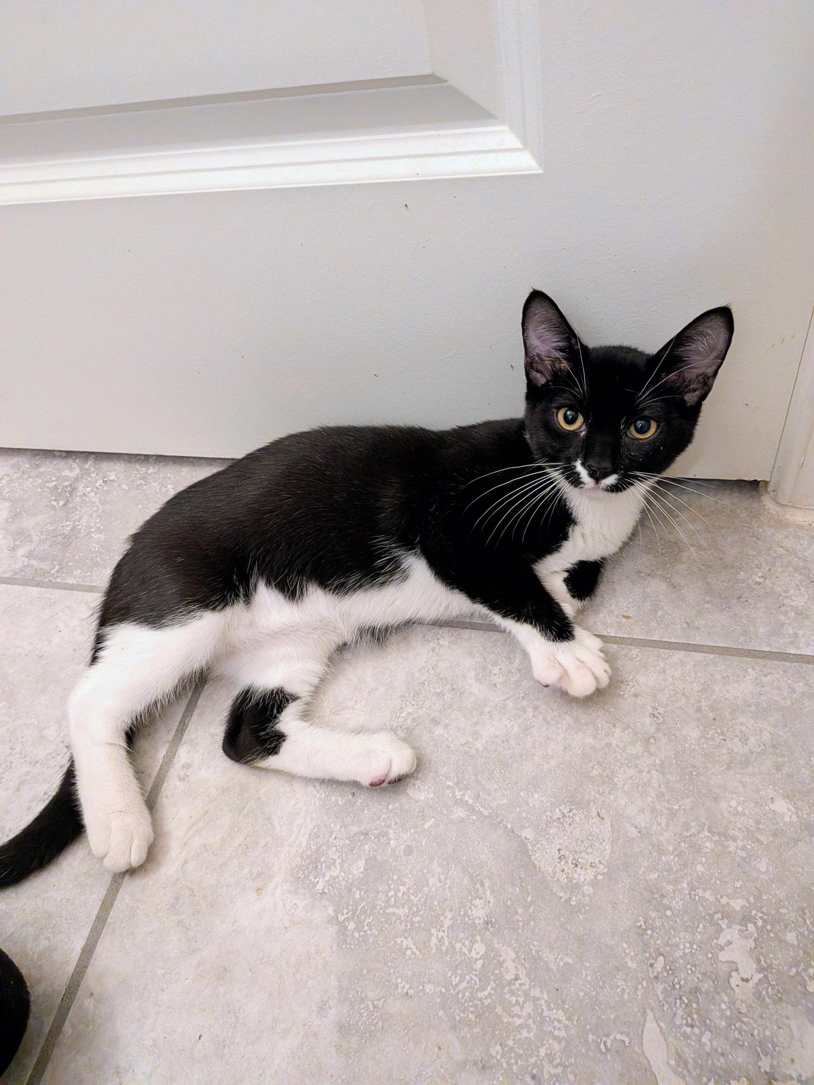 Tipsy (2176), a Adoptable Domestic Short Hair in Wesley Chapel, FL image 2/2
