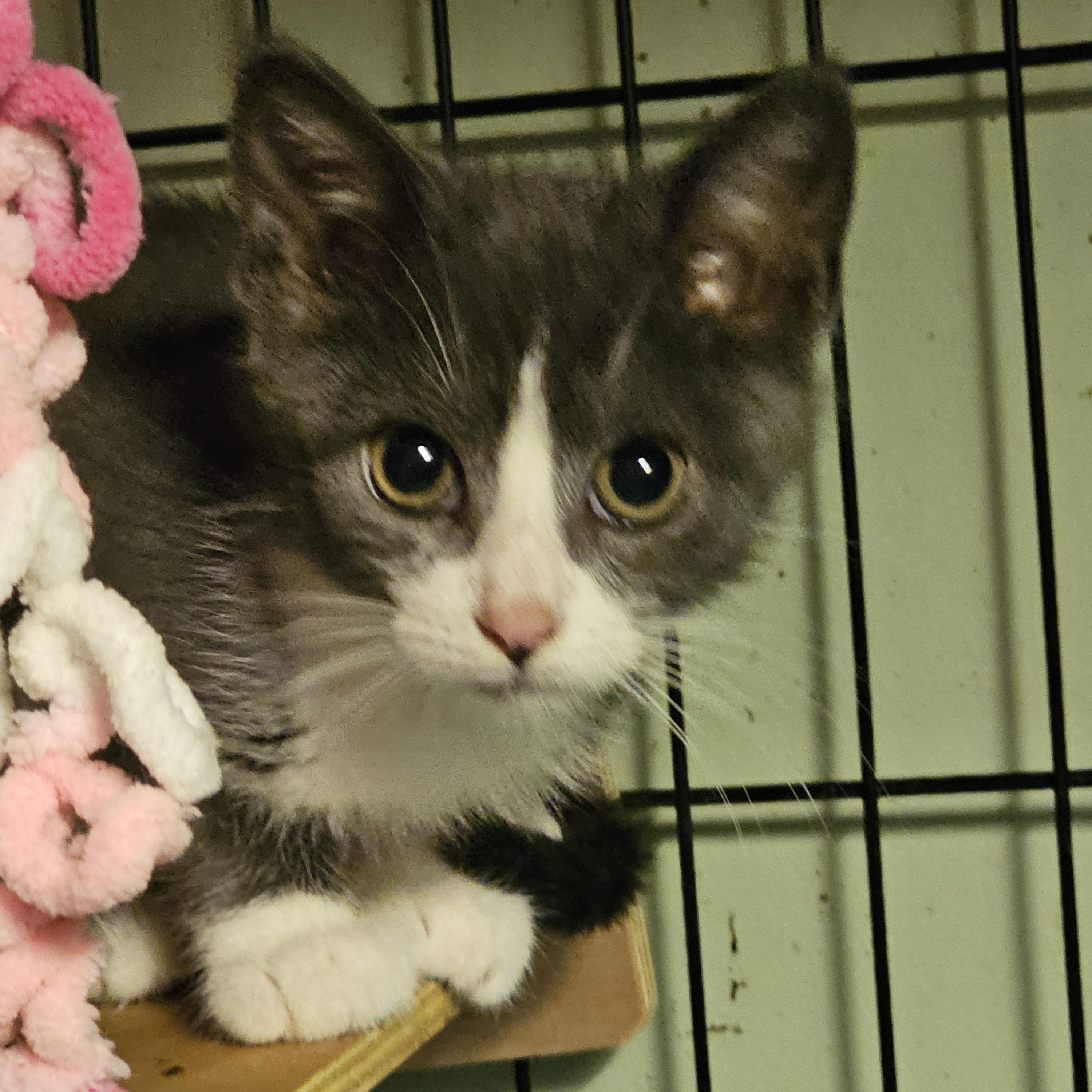 Ishmael, Adopted, Kitten Male Manx.
