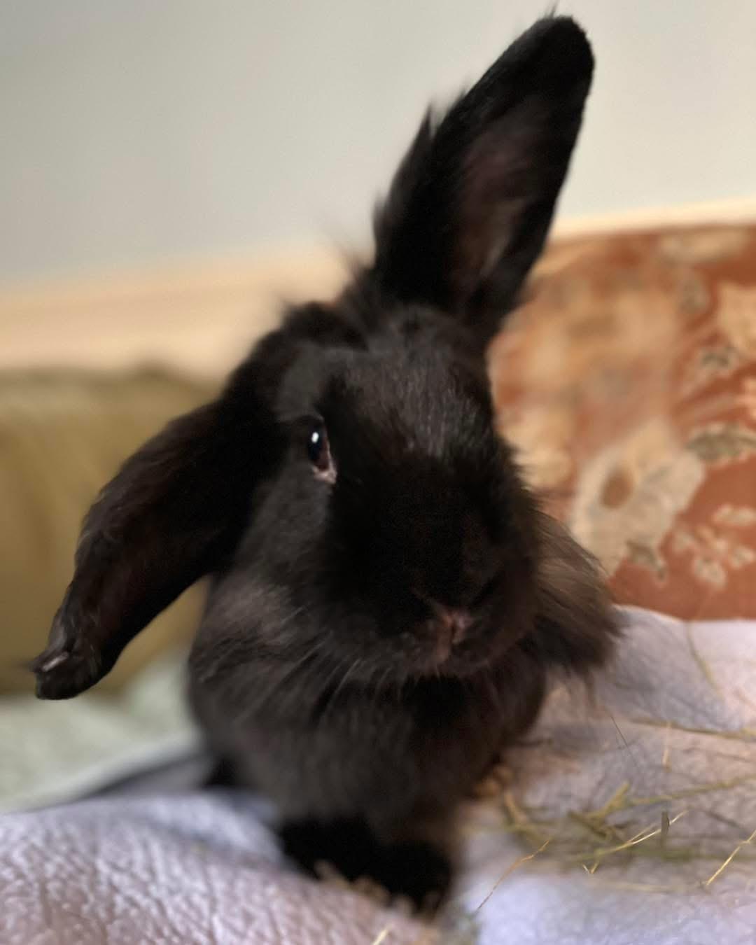 Enlarge Pierre (bonded with Ron), an adopted Bunny Rabbit in Portland, ME image 4/6
