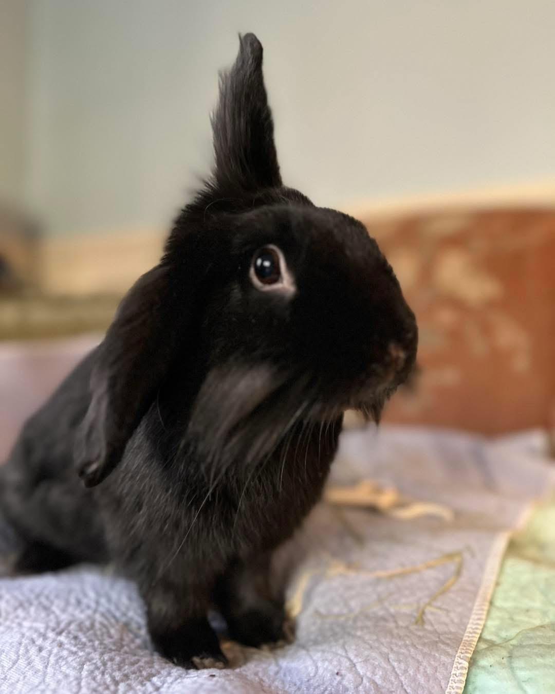 Enlarge Pierre (bonded with Ron), an adopted Bunny Rabbit in Portland, ME image 5/6