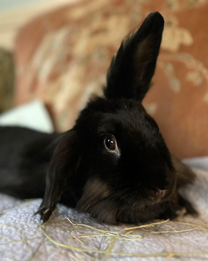 Enlarge Pierre (bonded with Ron), an adopted Bunny Rabbit in Portland, ME image 3/6