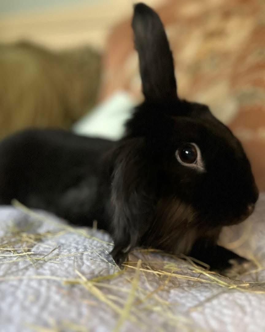 Enlarge Pierre (bonded with Ron), an adopted Bunny Rabbit in Portland, ME image 6/6