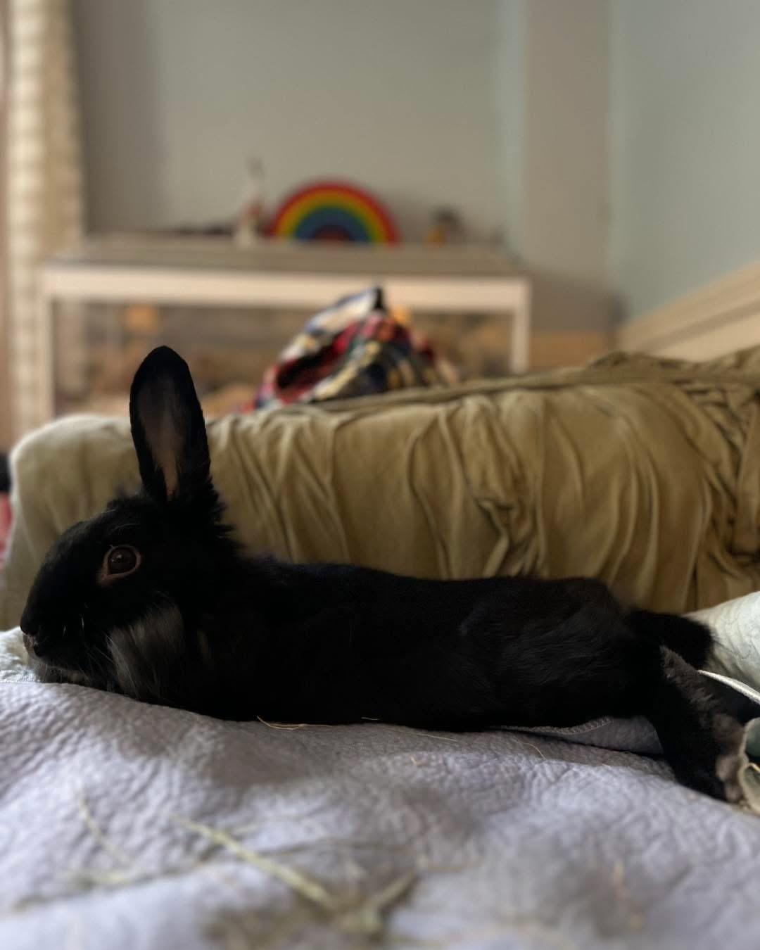 Enlarge Pierre (bonded with Ron), an adopted Bunny Rabbit in Portland, ME image 2/6