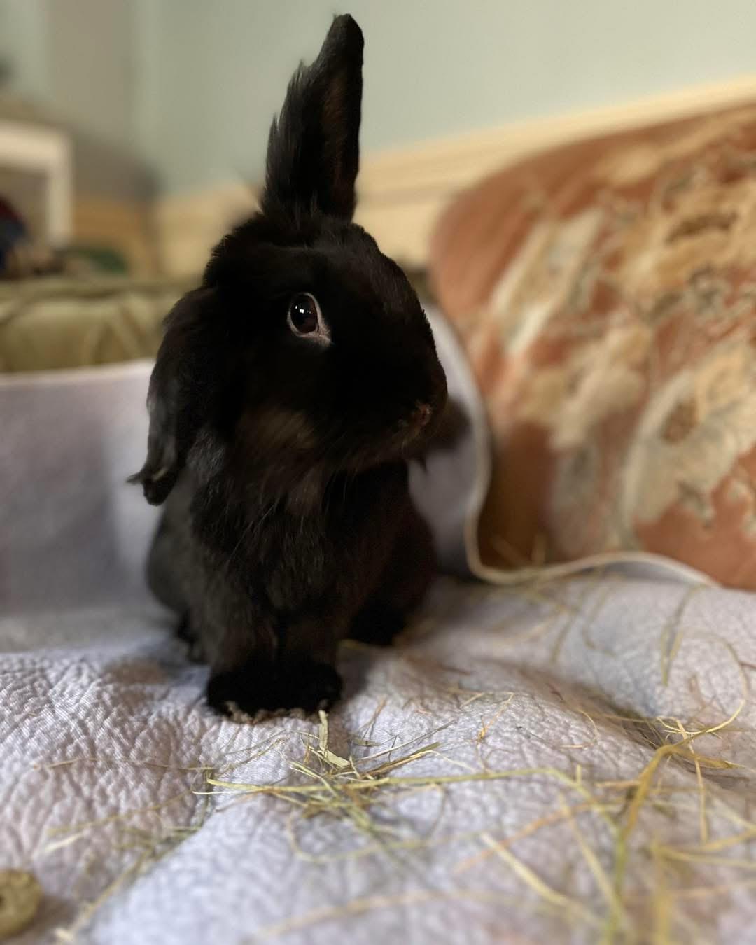Pierre (bonded with Ron), adopted, Young Male Bunny Rabbit.