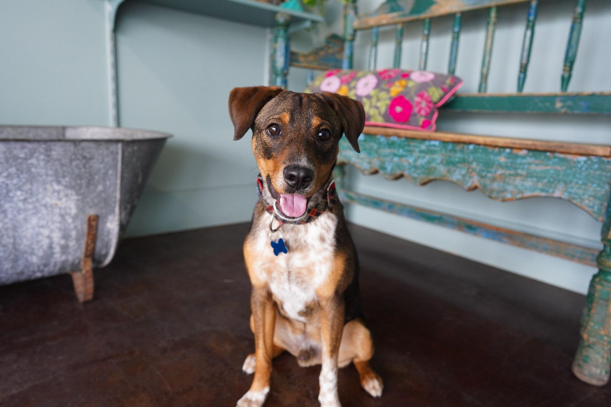 Enlarge Odie, a ADOPTABLE mixed breed in San Antonio, TX image 1/6