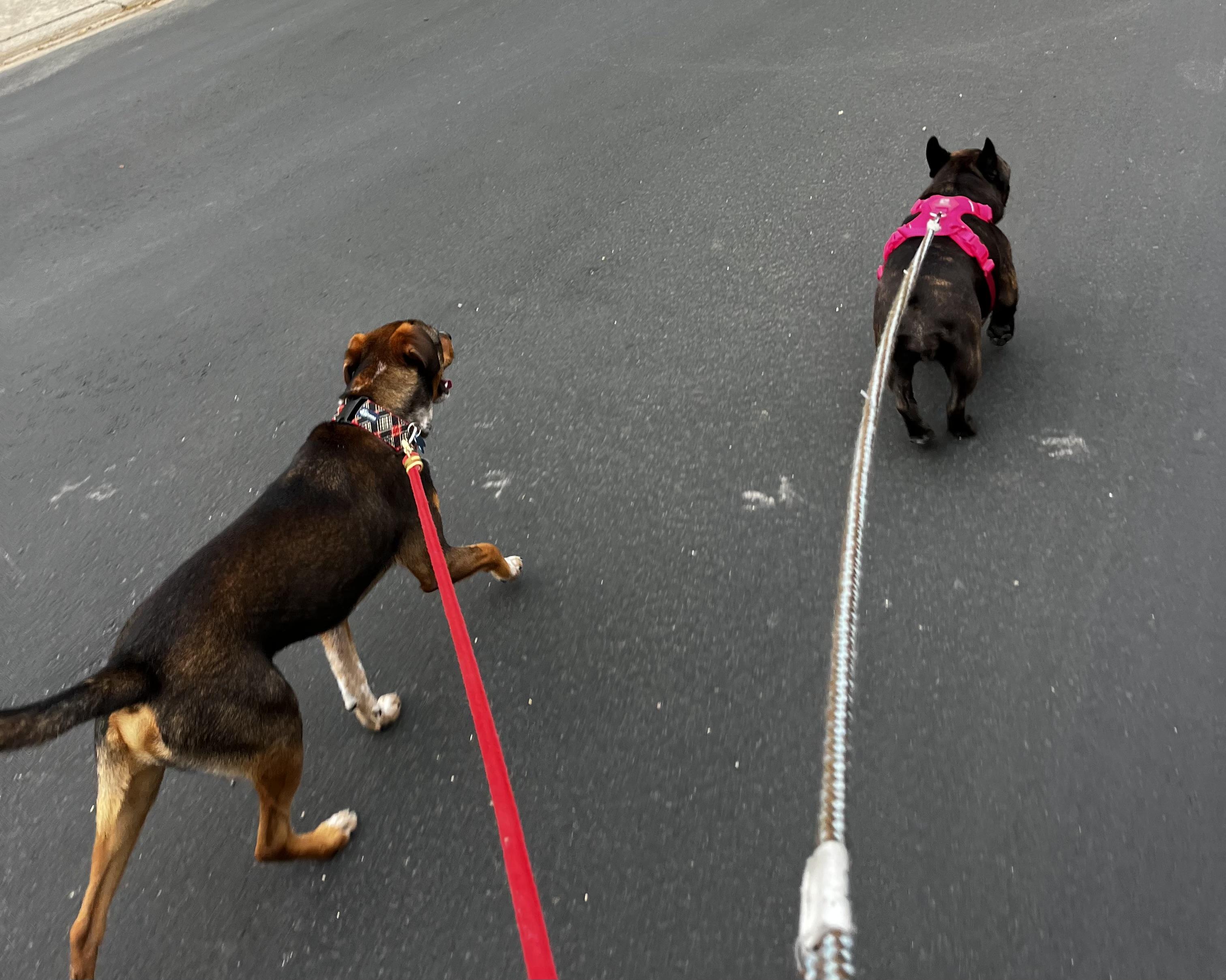Enlarge Odie, a ADOPTABLE mixed breed in San Antonio, TX image 4/6