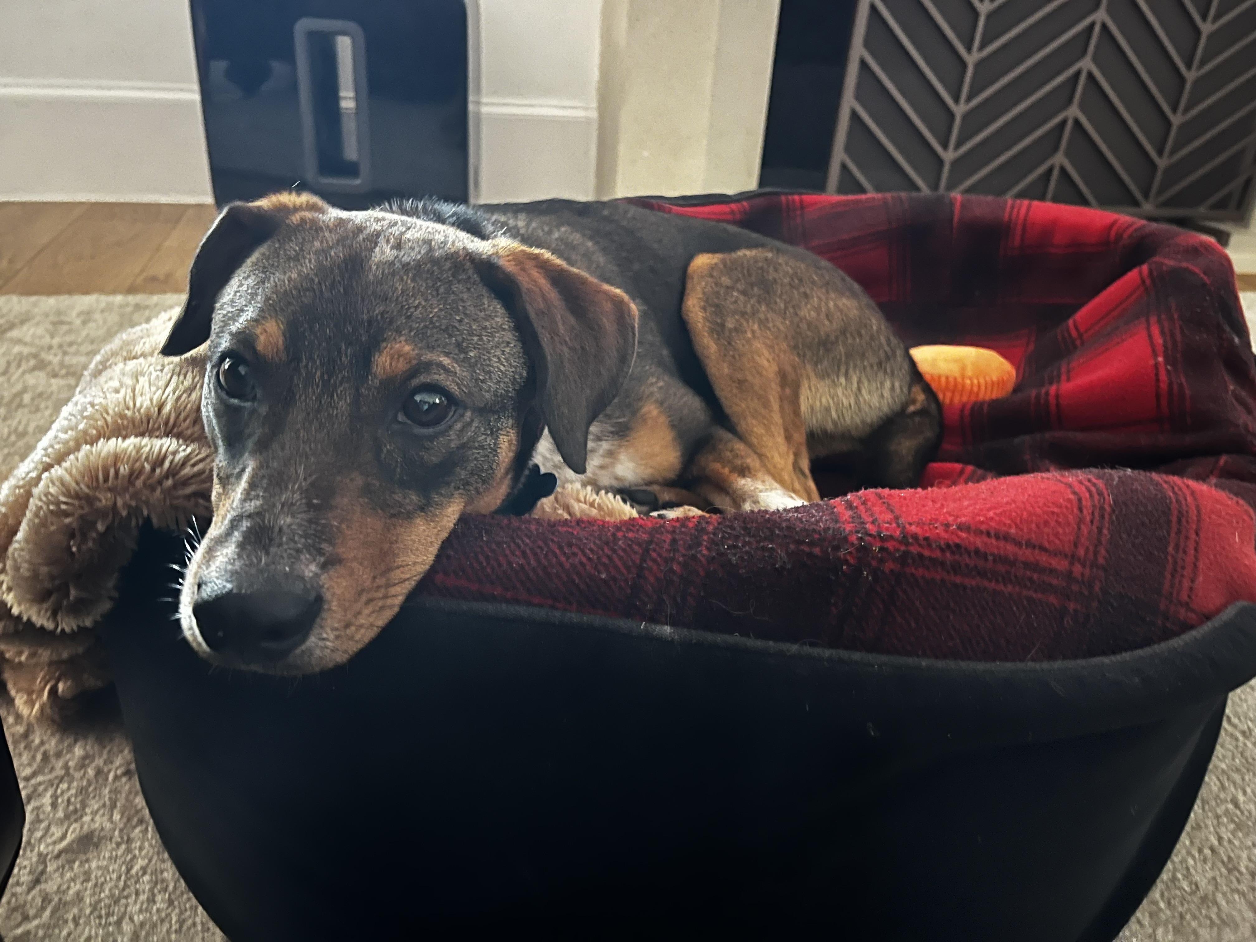 Enlarge Odie, a ADOPTABLE mixed breed in San Antonio, TX image 6/6