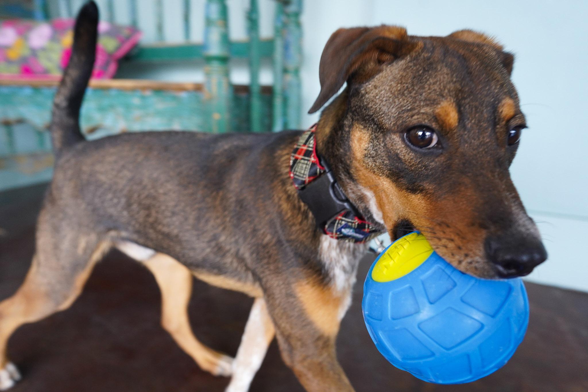 Enlarge Odie, a ADOPTABLE mixed breed in San Antonio, TX image 2/6